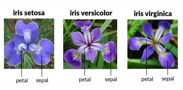 A Complete Guide to Iris Dataset for Data Science Beginners 2 Types of Iris Flowers