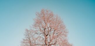 Gradient Boosting Decision Tree: The Ultimate Guide to High-Performance Machine Learning Models
