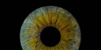 A Complete Guide to Iris Dataset for Data Science Beginners – DataExpertise