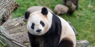 Mastering Pandas: A Complete Overview for Data Analysis in Python