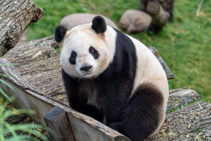 mastering-pandas-overview-python-data-analysis