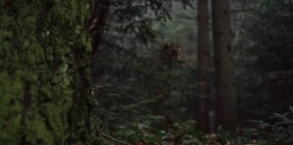 Random Forest vs Decision Tree: The Ultimate Power Guide to Smarter Machine Learning Models