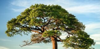 Understanding Trees and Types: A Deep Dive into Decision Tree Algorithms