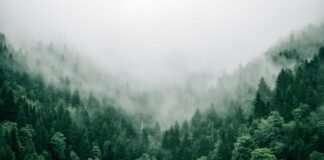 Random Forest Algorithm: Complete Guide with Python Examples (2026)